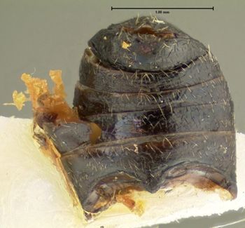 Media type: image;   Entomology 4342 Aspect: abdomen ventral view